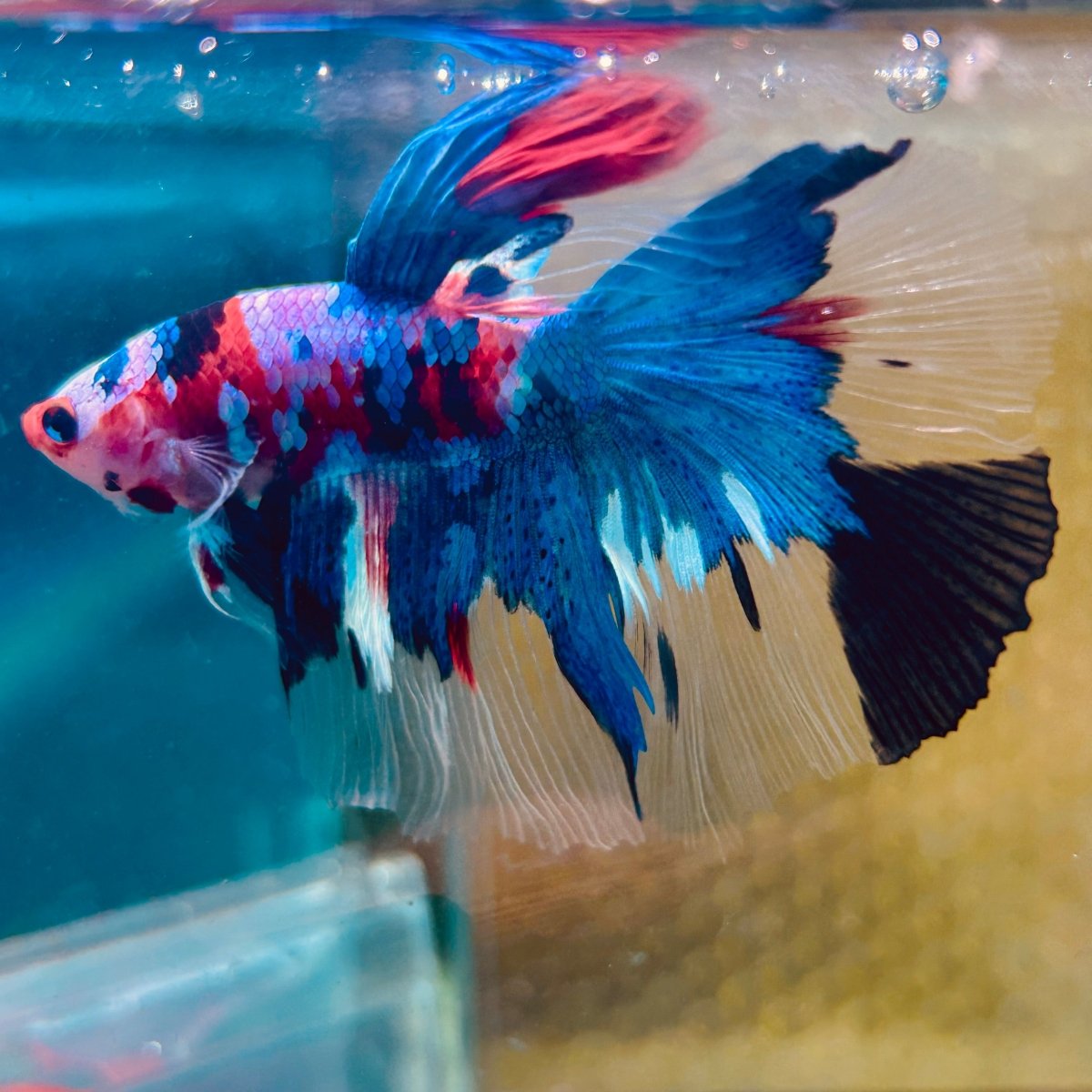 Halfmoon Red Koi Candy Male Betta 087 Live Betta Fish Male betta