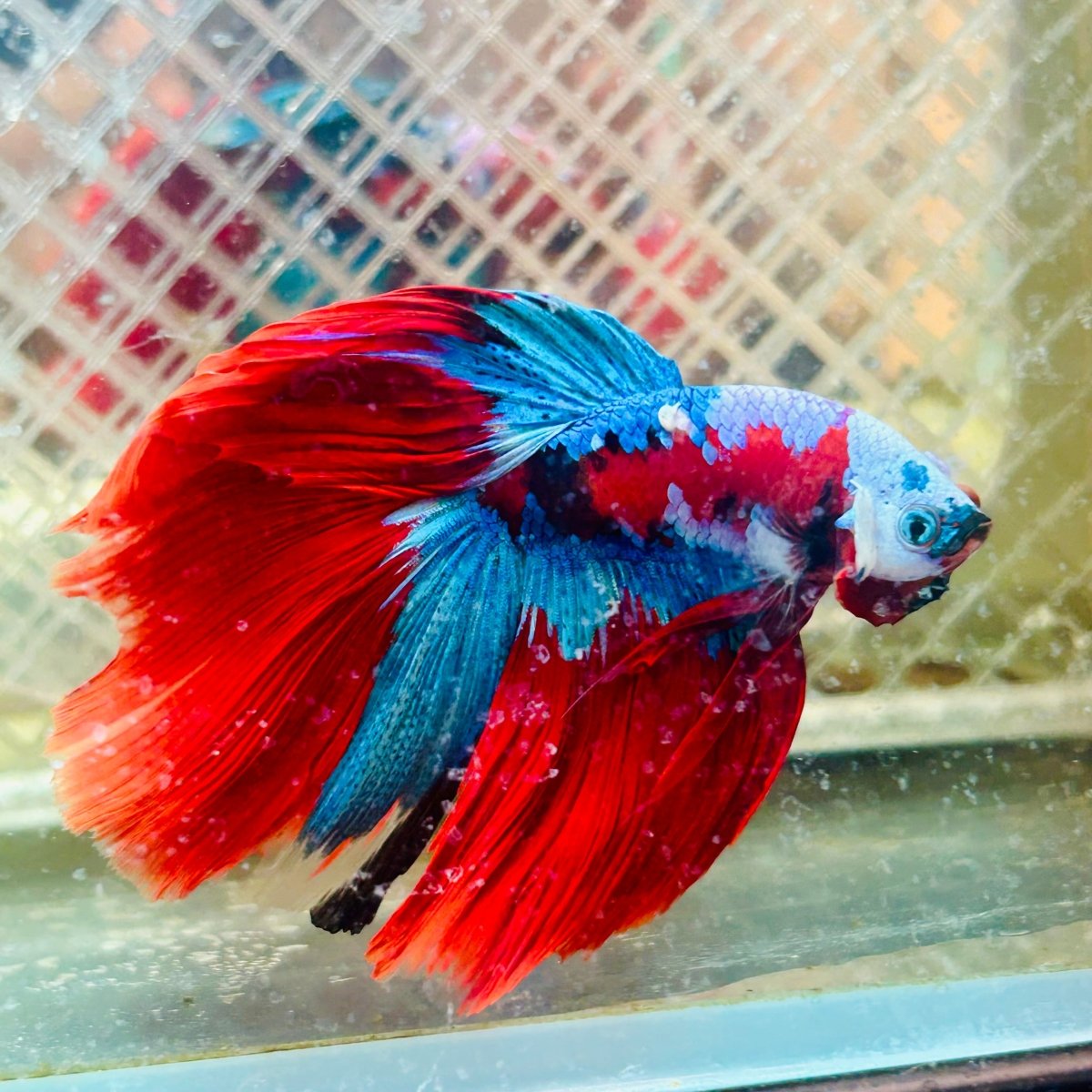 Halfmoon Red Koi Copper - Male Betta 020 Live Betta Fish Male betta