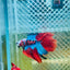 Halfmoon Red Koi Copper - Male Betta 020 Live Betta Fish Male betta