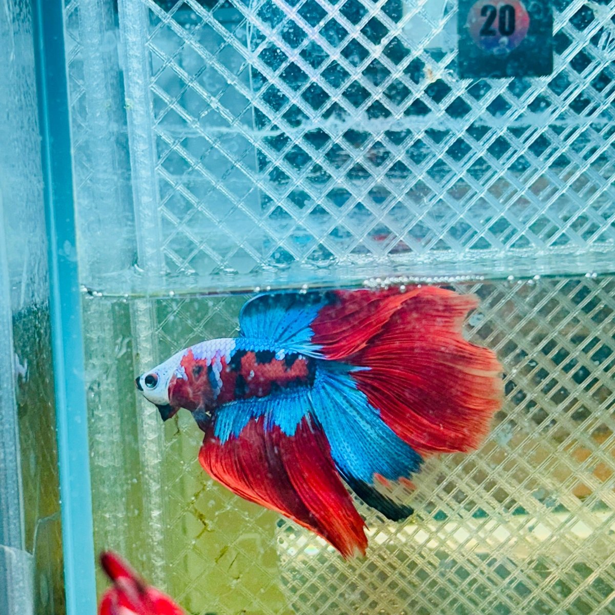 Halfmoon Red Koi Copper - Male Betta 020 Live Betta Fish Male betta
