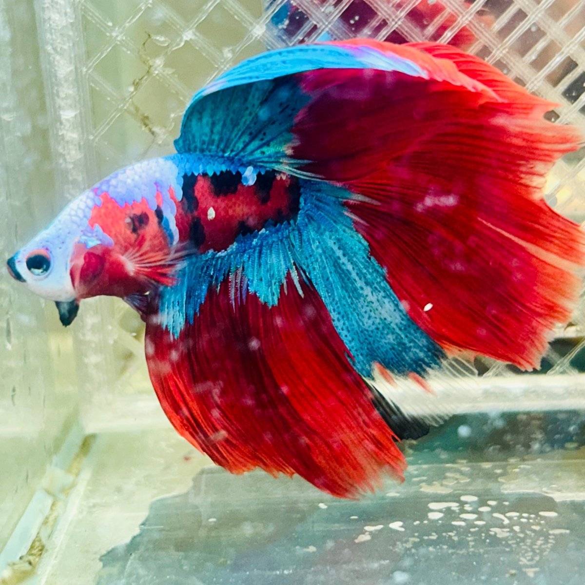Halfmoon Red Koi Copper - Male Betta 020 Live Betta Fish Male betta