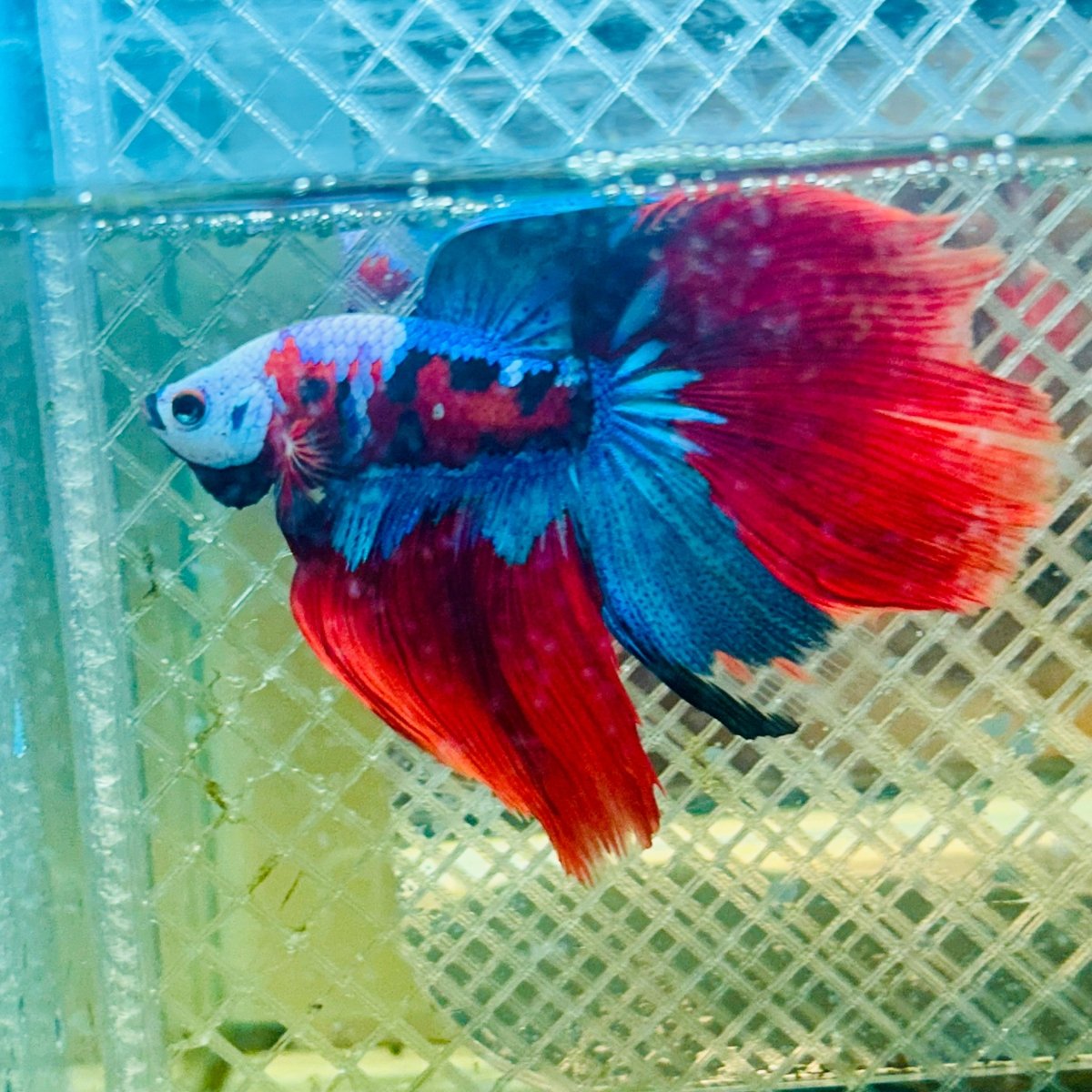 Halfmoon Red Koi Copper - Male Betta 020 Live Betta Fish Male betta