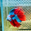 Halfmoon Red Koi Copper - Male Betta 020 Live Betta Fish Male betta