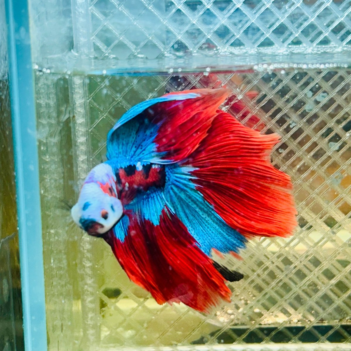 Halfmoon Red Koi Copper - Male Betta 020 Live Betta Fish Male betta