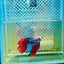 Halfmoon Red Koi Copper - Male Betta 020 Live Betta Fish Male betta
