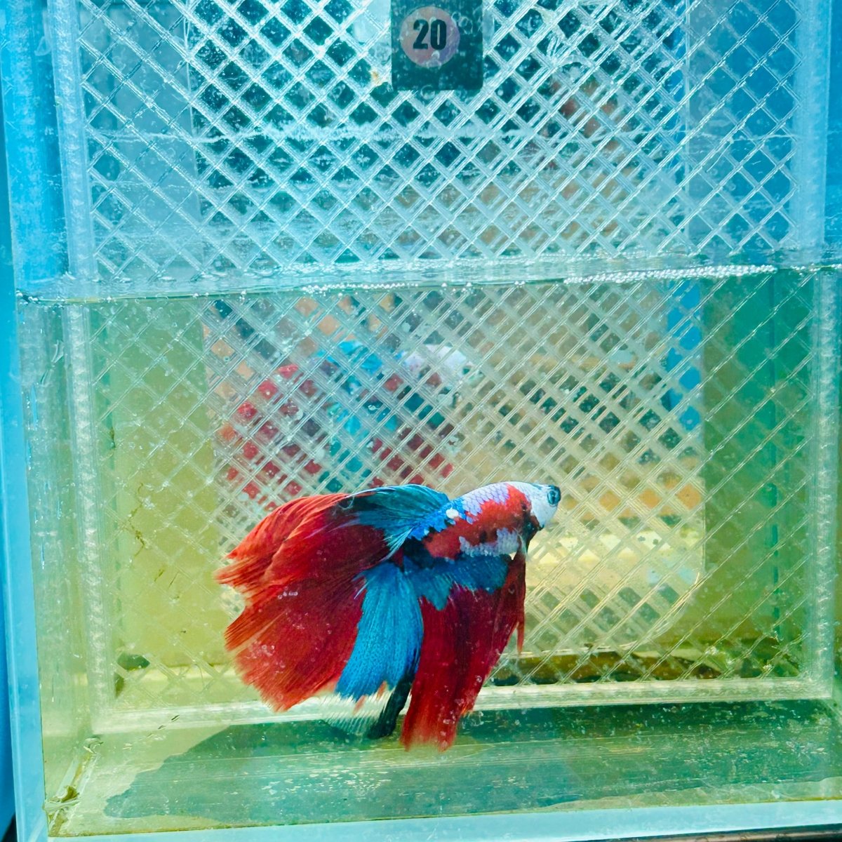 Halfmoon Red Koi Copper - Male Betta 020 Live Betta Fish Male betta
