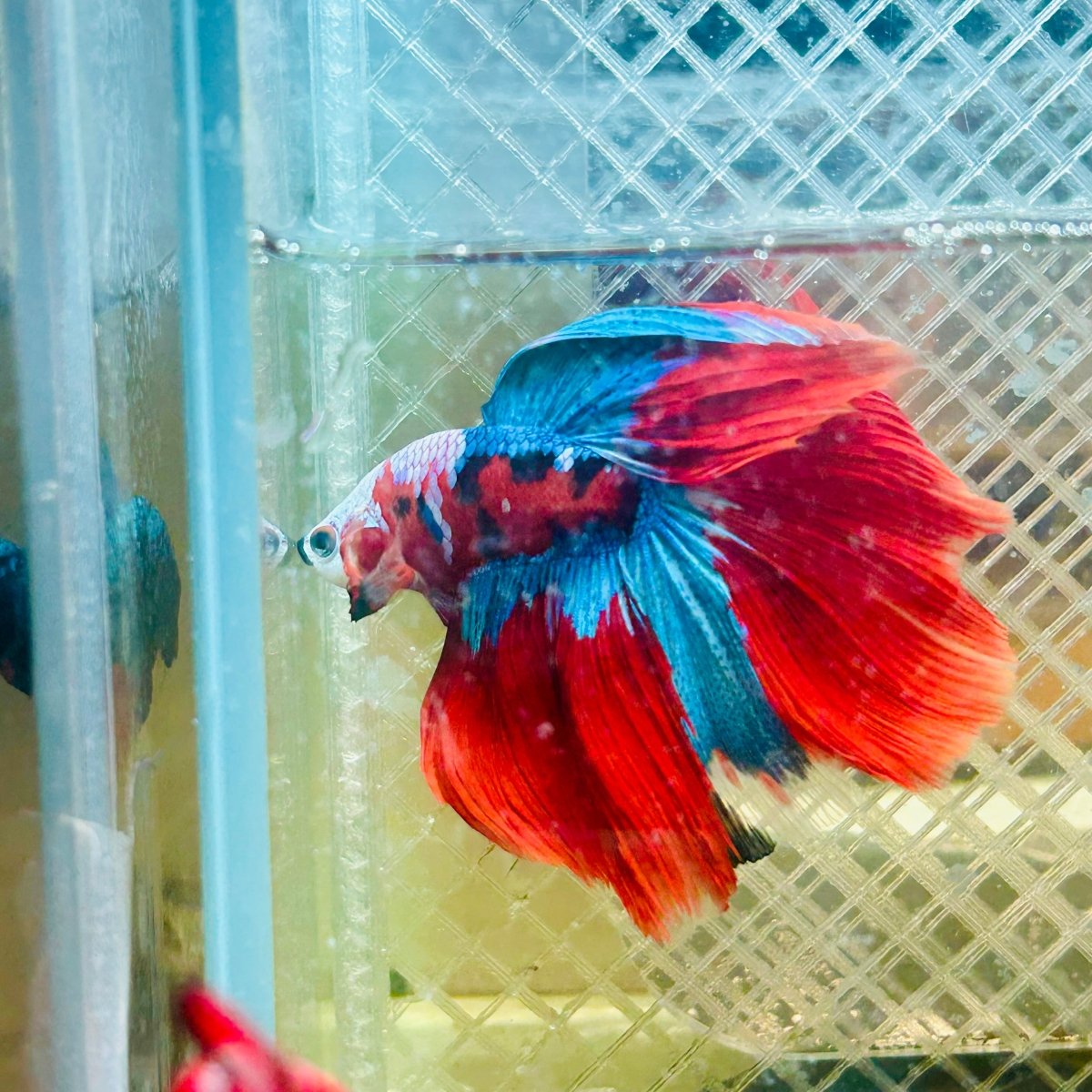 Halfmoon Red Koi Copper - Male Betta 020 Live Betta Fish Male betta