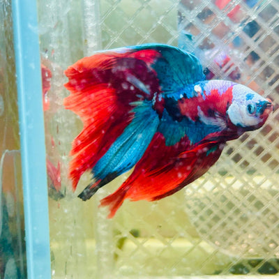 Halfmoon Red Koi Copper - Male Betta 020 Live Betta Fish Male betta