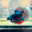 Halfmoon Red Koi Copper - Male Betta 030 Live Betta Fish Male betta