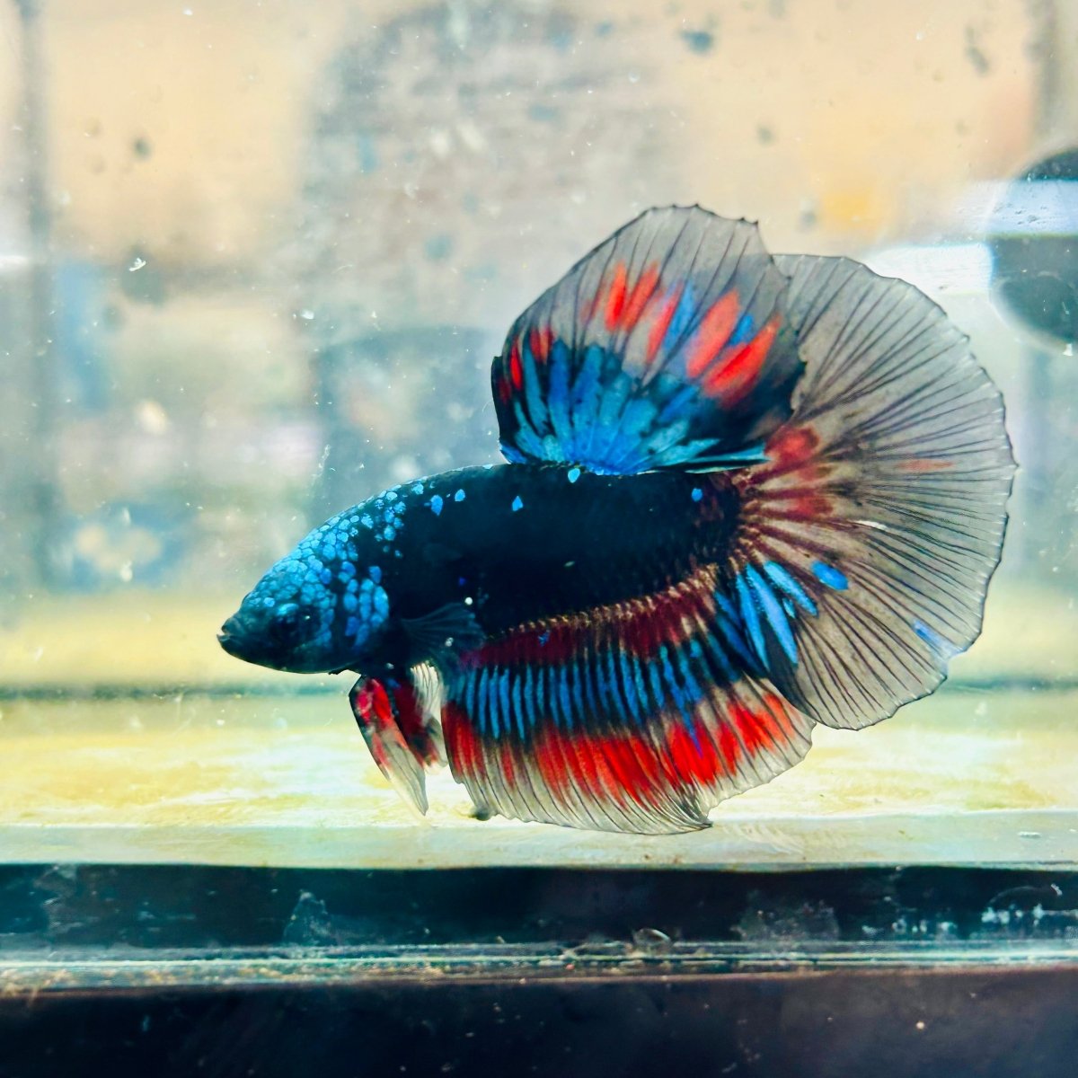 Halfmoon Red Koi Copper - Male Betta 030 Live Betta Fish Male betta