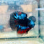 Halfmoon Red Koi Copper - Male Betta 030 Live Betta Fish Male betta