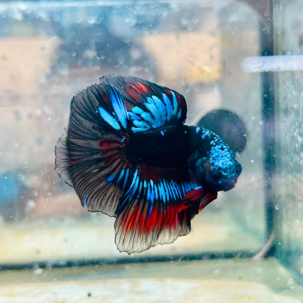 Halfmoon Red Koi Copper - Male Betta #030