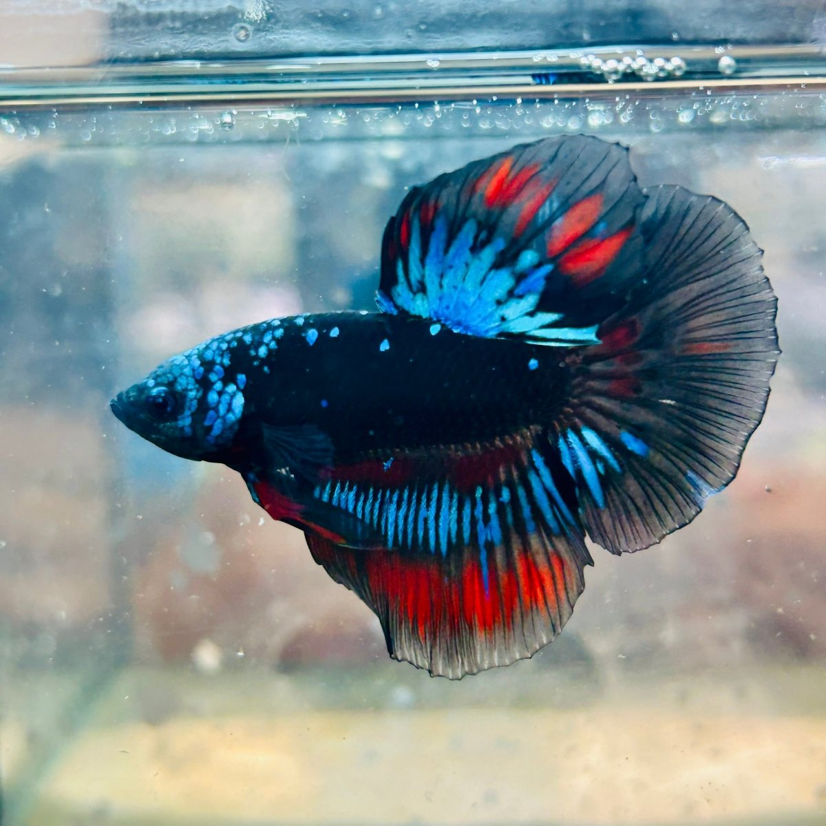 Halfmoon Red Koi Copper - Male Betta #030