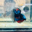 Halfmoon Red Koi Copper - Male Betta 030 Live Betta Fish Male betta