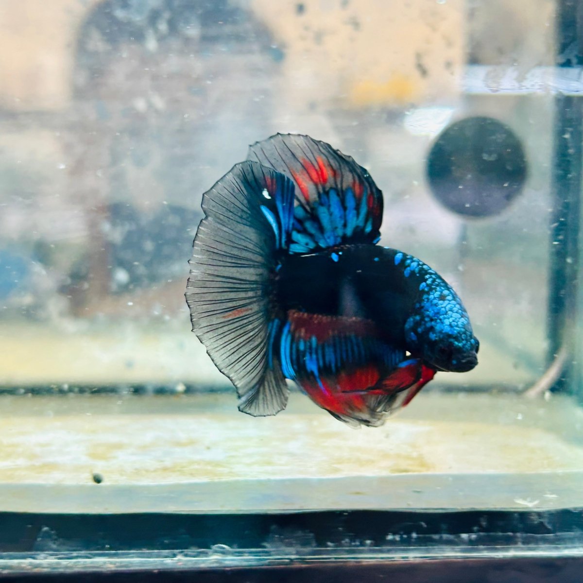 Halfmoon Red Koi Copper - Male Betta 030 Live Betta Fish Male betta