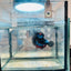 Halfmoon Red Koi Copper - Male Betta 030 Live Betta Fish Male betta