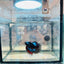 Halfmoon Red Koi Copper - Male Betta 030 Live Betta Fish Male betta