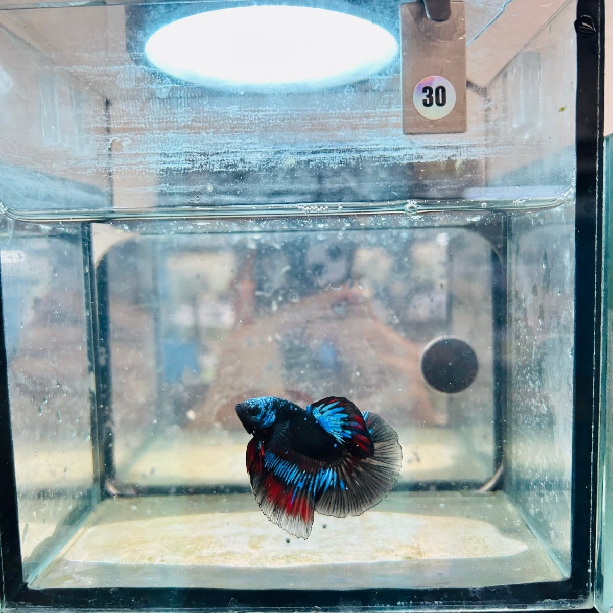Halfmoon Red Koi Copper - Male Betta #030
