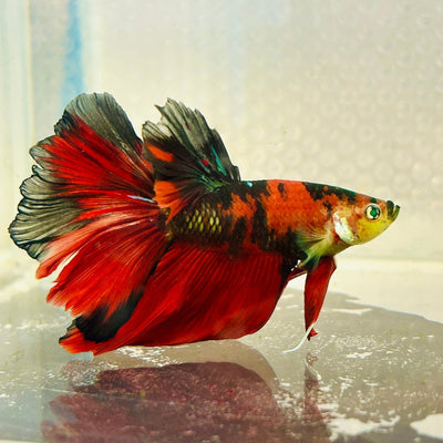 Halfmoon Red Koi Copper Neon - Male Betta Ju30 Live Betta Fish Male betta