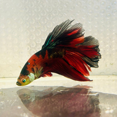 Halfmoon Red Koi Copper Neon - Male Betta Ju30 Live Betta Fish Male betta