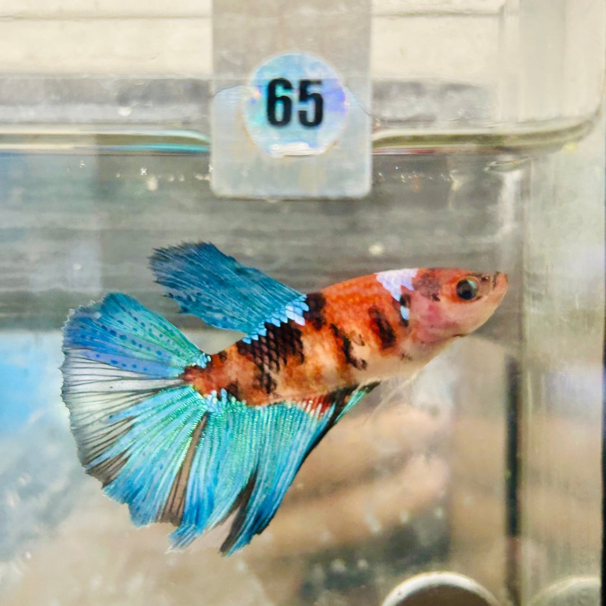 Halfmoon Red Koi Female Betta #065