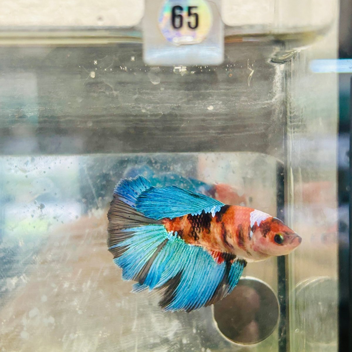 Halfmoon Red Koi Female Betta #065