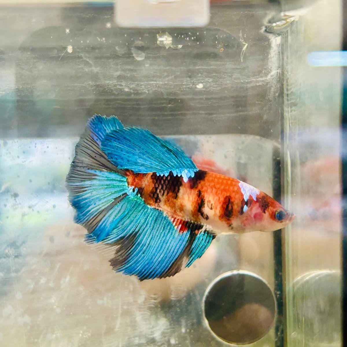 Halfmoon Red Koi Female Betta #065