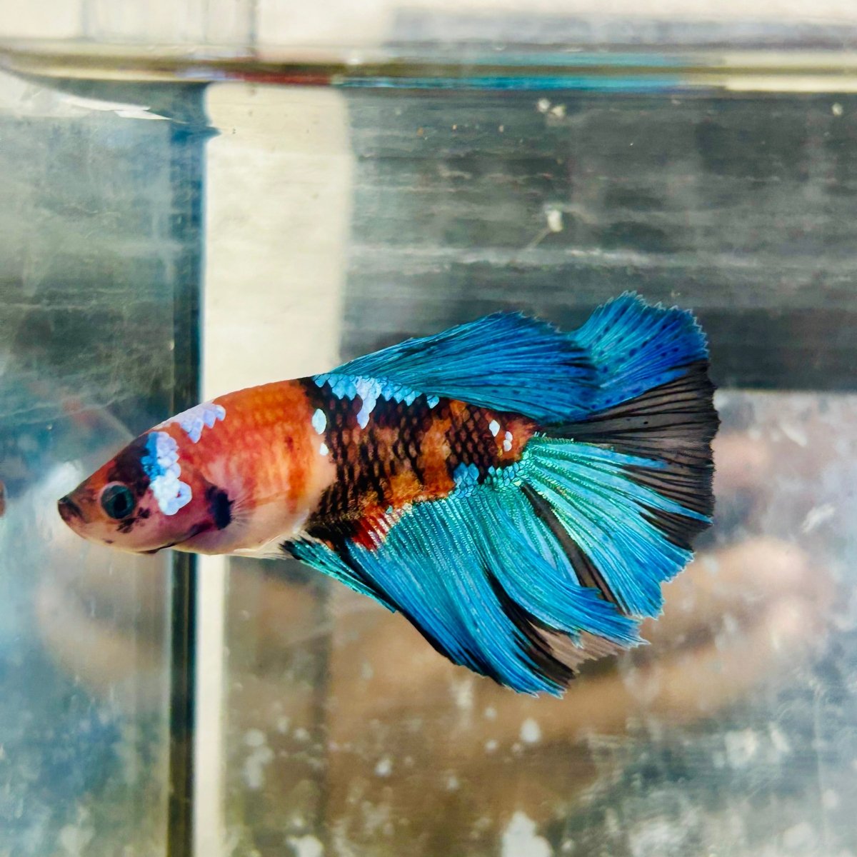 Halfmoon Red Koi Female Betta #065