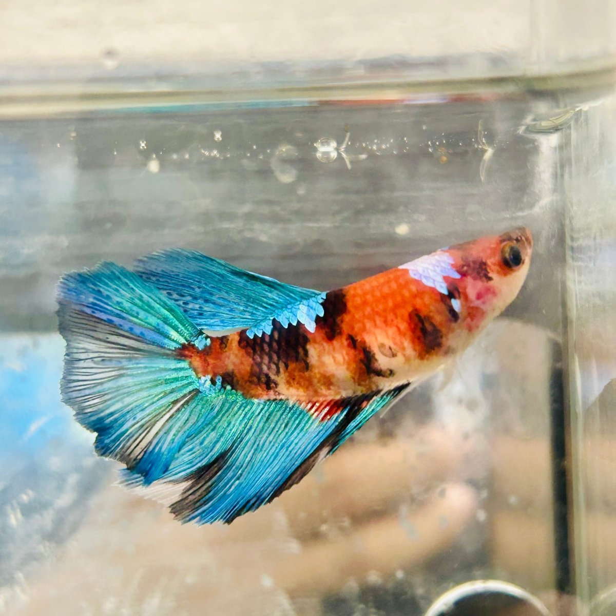 Halfmoon Red Koi Female Betta #065