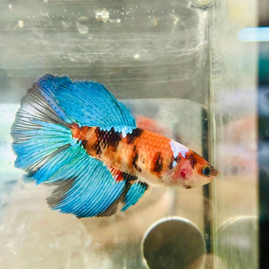 Halfmoon Red Koi Female Betta 065 Female betta