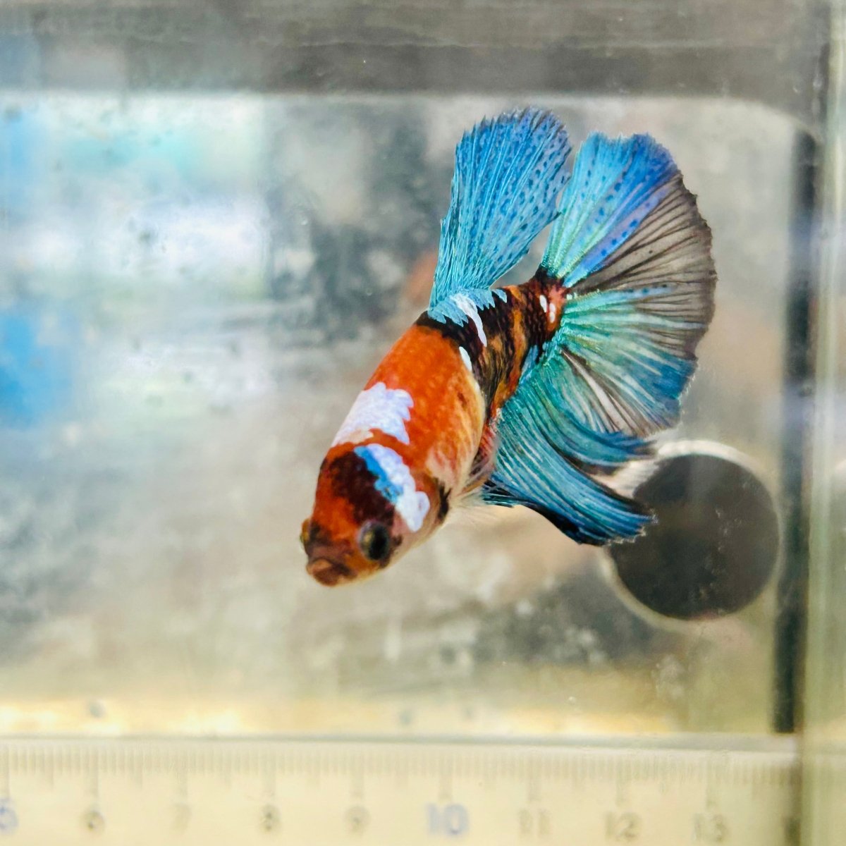 Halfmoon Red Koi Female Betta #065