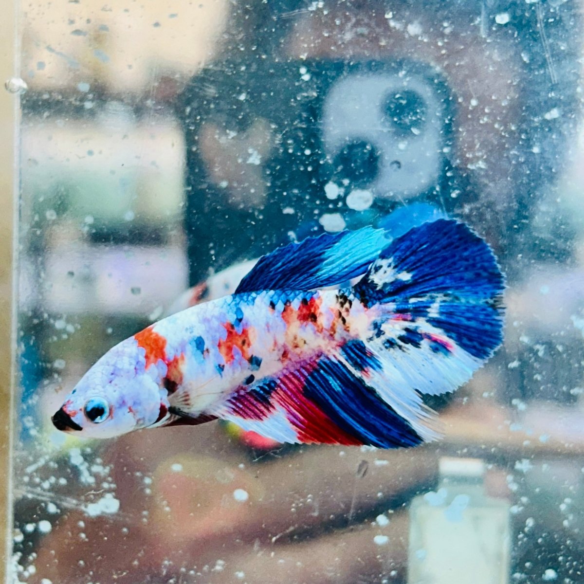Halfmoon Red Koi Galaxy Female Betta #034