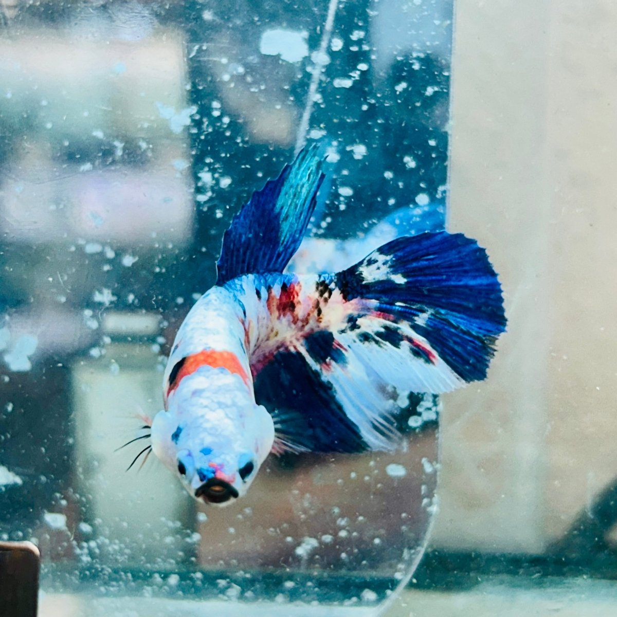 Halfmoon Red Koi Galaxy Female Betta #034