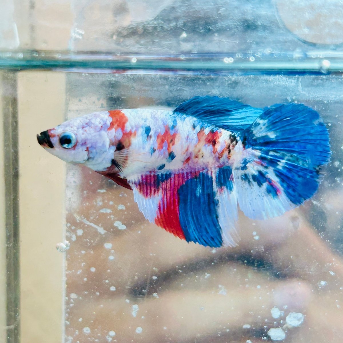 Halfmoon Red Koi Galaxy Female Betta #034