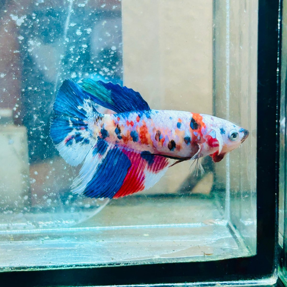 Halfmoon Red Koi Galaxy Female Betta #034