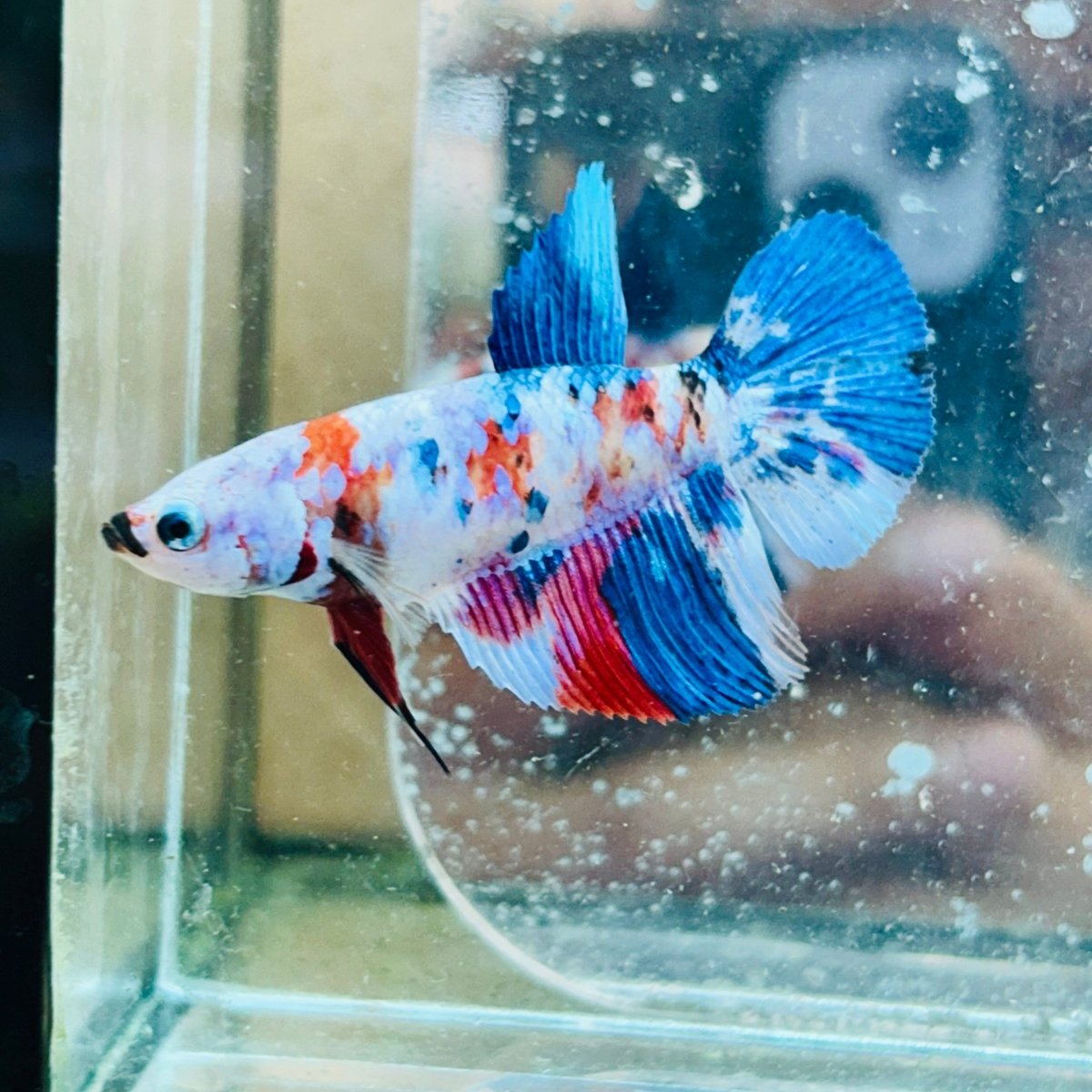 Halfmoon Red Koi Galaxy Female Betta #034
