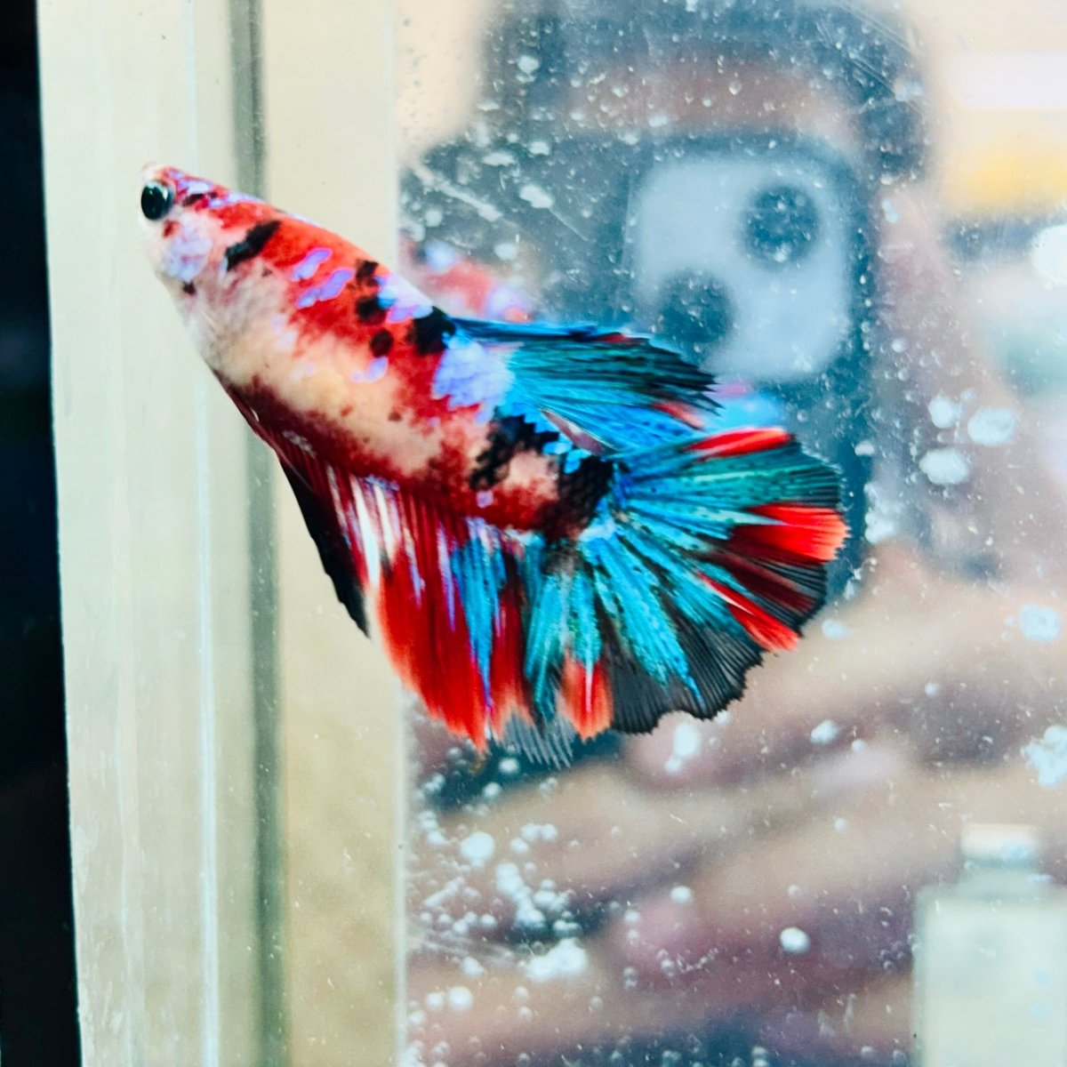 Halfmoon Red Koi Galaxy Female Betta #037