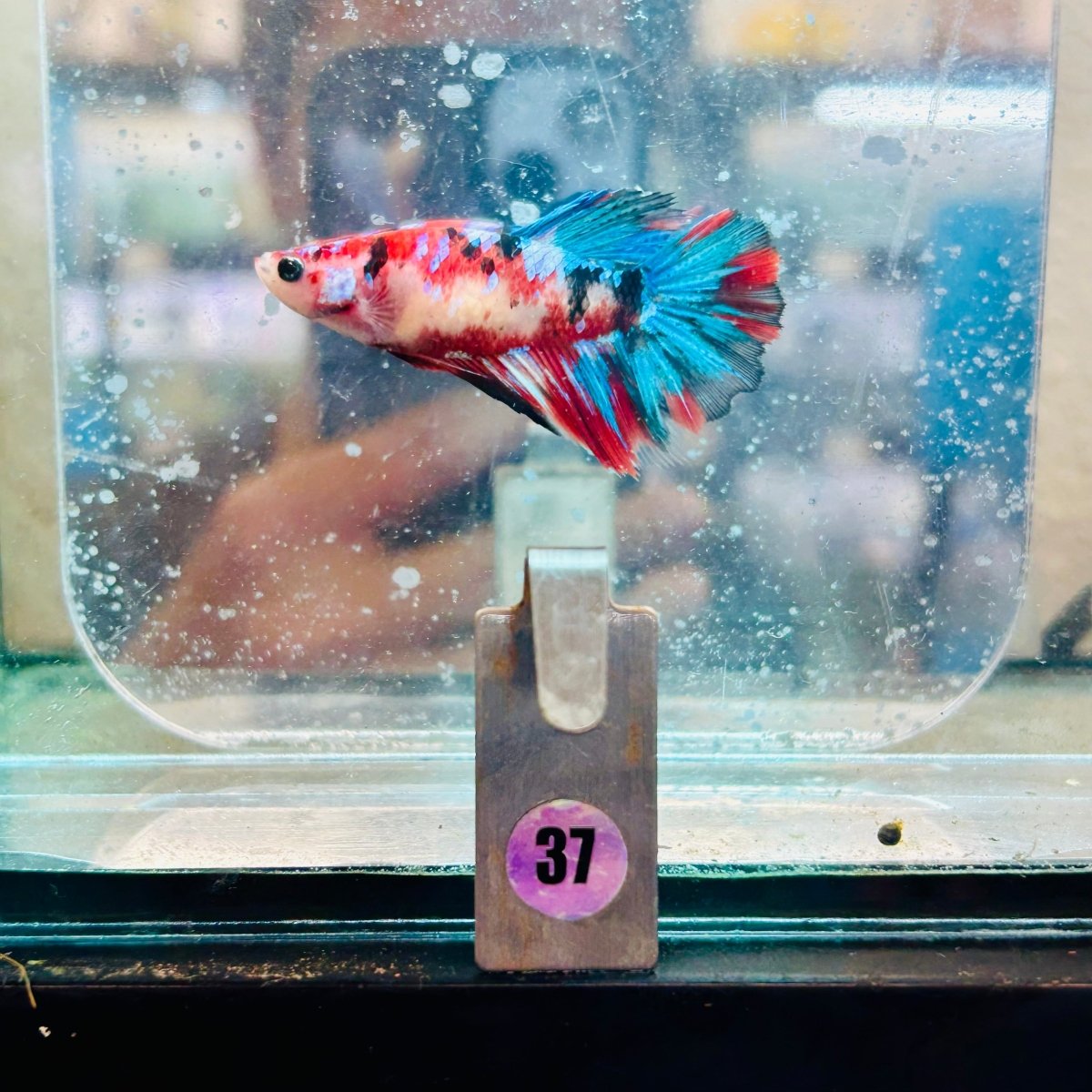 Halfmoon Red Koi Galaxy Female Betta #037