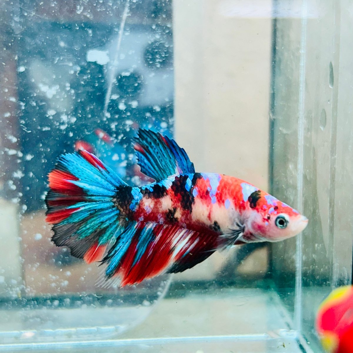 Halfmoon Red Koi Galaxy Female Betta #037