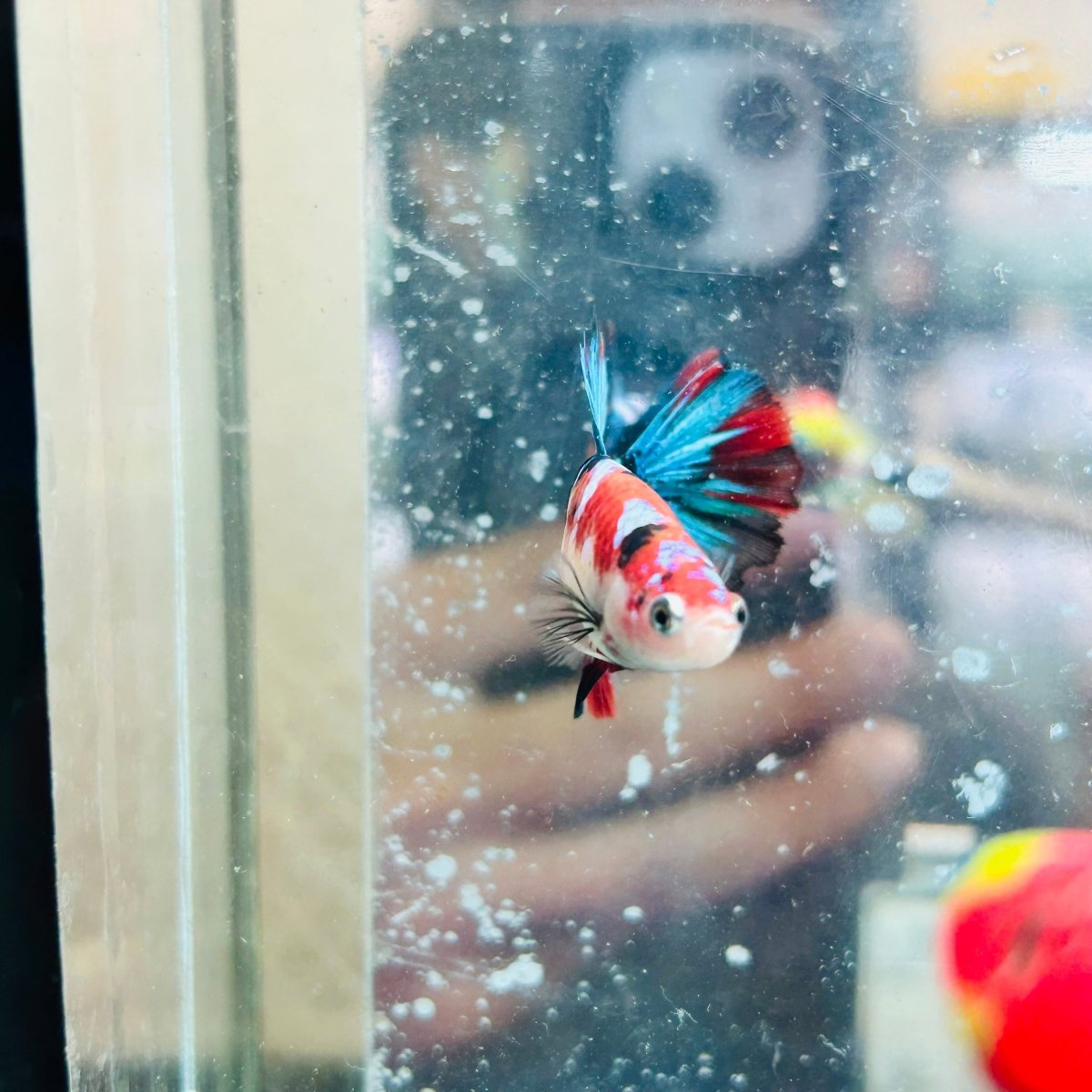 Halfmoon Red Koi Galaxy Female Betta #037