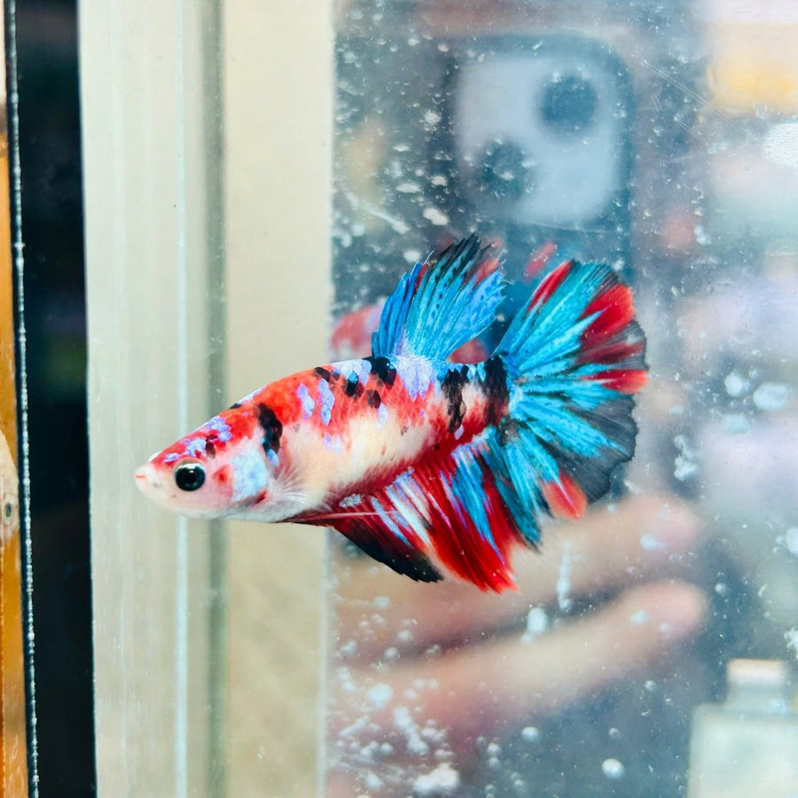 Halfmoon Red Koi Galaxy Female Betta 040 Live Betta Fish Female betta