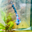 Halfmoon Red Koi Galaxy Female Betta 080 Female betta
