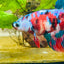 Halfmoon Red Koi Galaxy Female Betta 080 Female betta