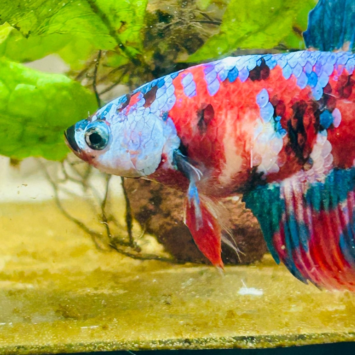 Halfmoon Red Koi Galaxy Female Betta 080 Female betta