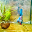 Halfmoon Red Koi Galaxy Female Betta 080 Female betta