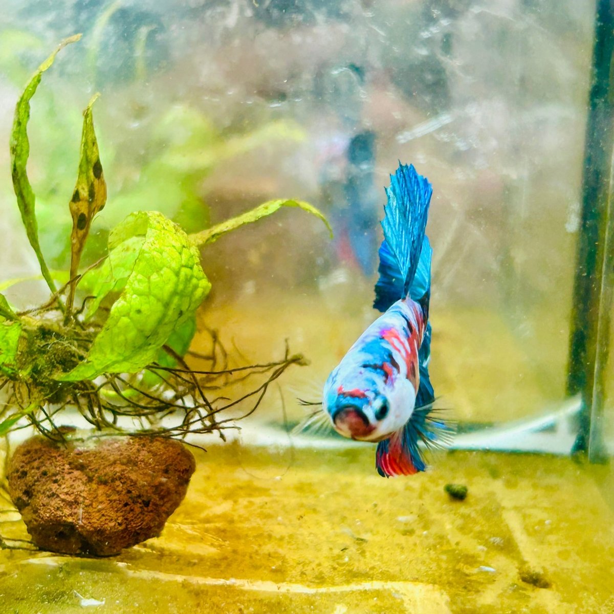 Halfmoon Red Koi Galaxy Female Betta 080 Female betta