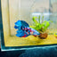 Halfmoon Red Koi Galaxy Female Betta 080 Female betta