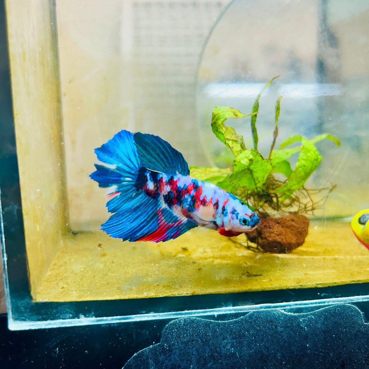 Halfmoon Red Koi Galaxy Female Betta 080 Female betta
