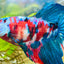 Halfmoon Red Koi Galaxy Female Betta 080 Female betta