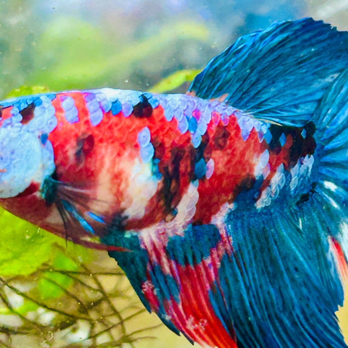 Halfmoon Red Koi Galaxy Female Betta 080 Female betta